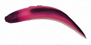 Original FlatFish color TQFT