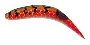 Original FlatFish color WBP