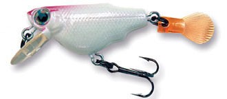 Aile Killifish color 