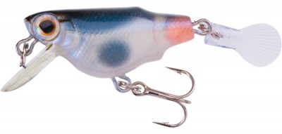 Aile Killifish color GSGP