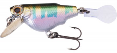 Aile Killifish color HOK