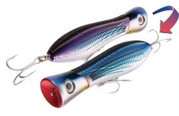 Sashimi Bull color CMFF