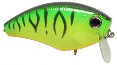 Dai buzzn’ color hot tiger